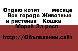 Отдаю котят. 1,5 месяца - Все города Животные и растения » Кошки   . Марий Эл респ.